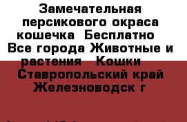 Замечательная персикового окраса кошечка. Бесплатно - Все города Животные и растения » Кошки   . Ставропольский край,Железноводск г.